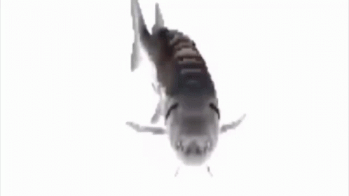 A spinning fish GIF